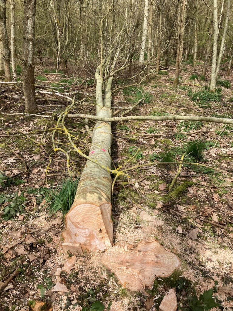 felled ash tree